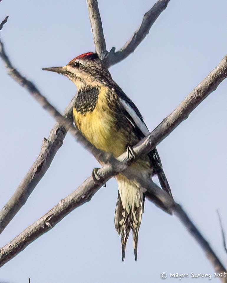 Yellow-bellied Sapsucker - ML645624467