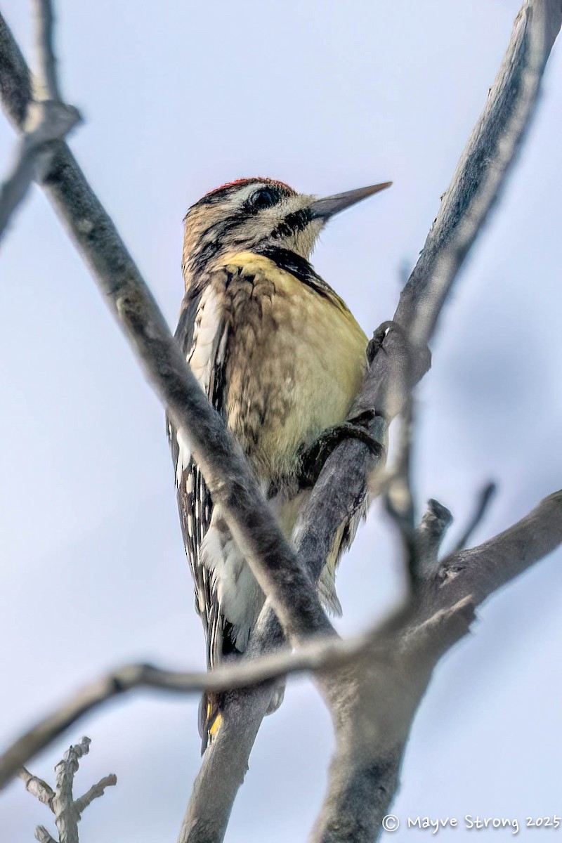 Yellow-bellied Sapsucker - ML645624468