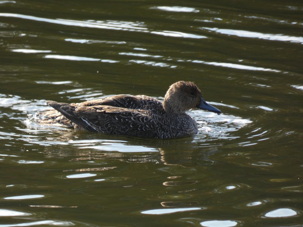 尖尾鴨 - ML645624469