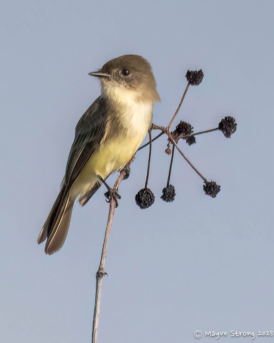 Weißbauch-Phoebetyrann - ML645624477