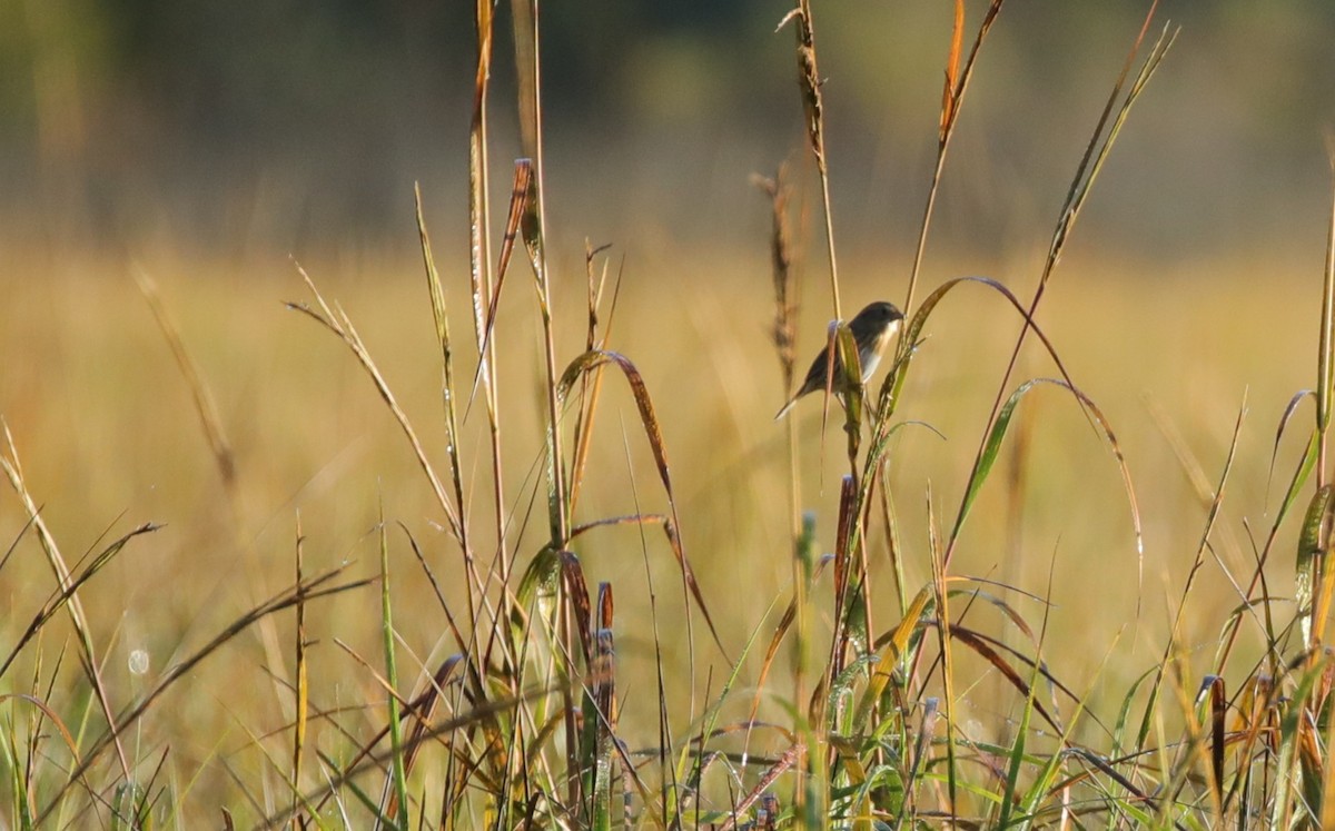Nelson's Sparrow (Atlantic Coast) - ML645624479