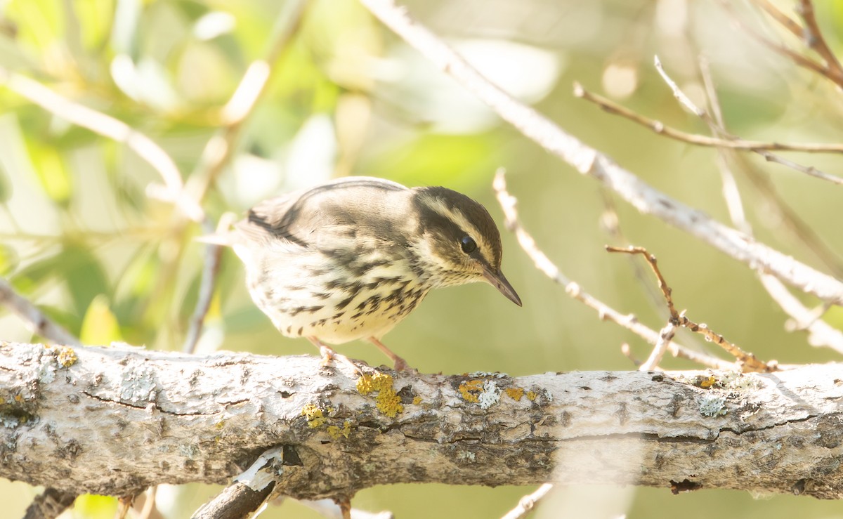 Northern Waterthrush - ML645624481