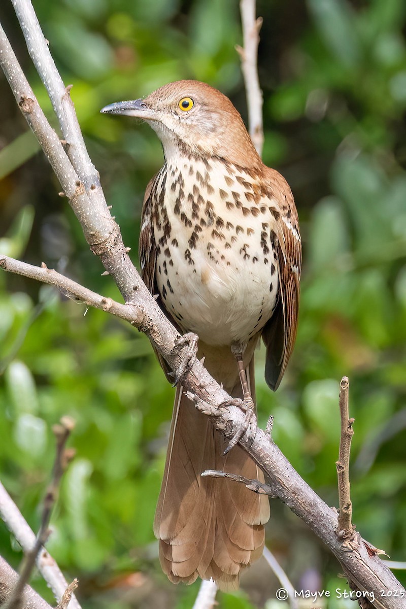 Brown Thrasher - ML645624485