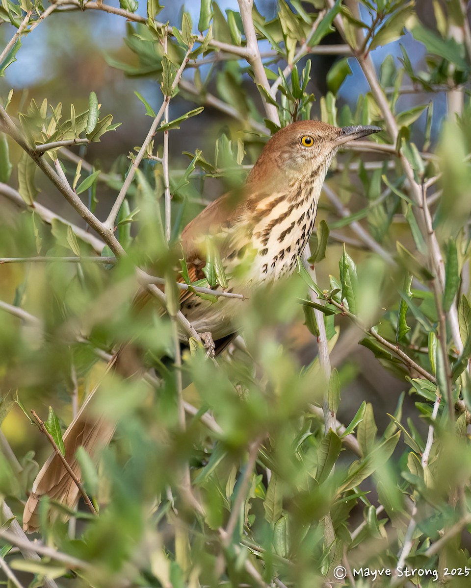 Brown Thrasher - ML645624486