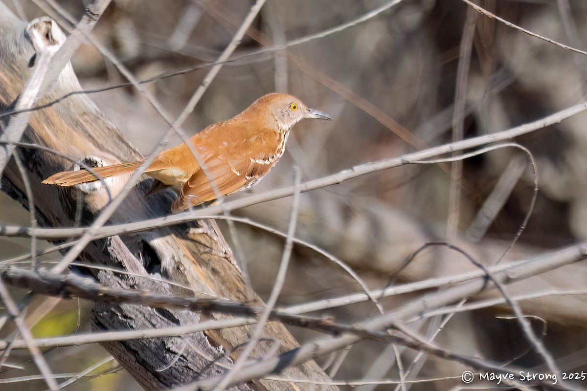 Brown Thrasher - ML645624487