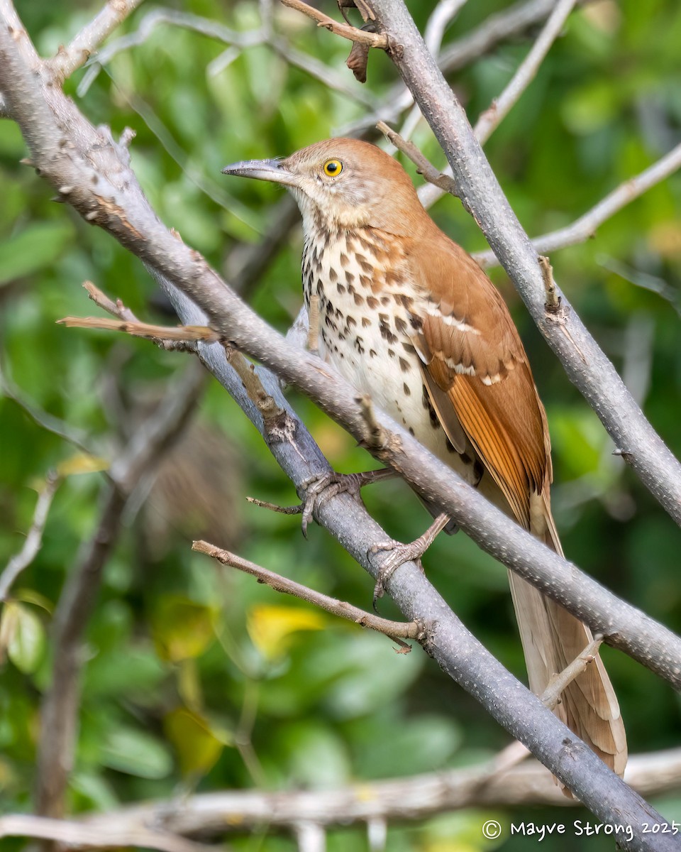 Brown Thrasher - ML645624488