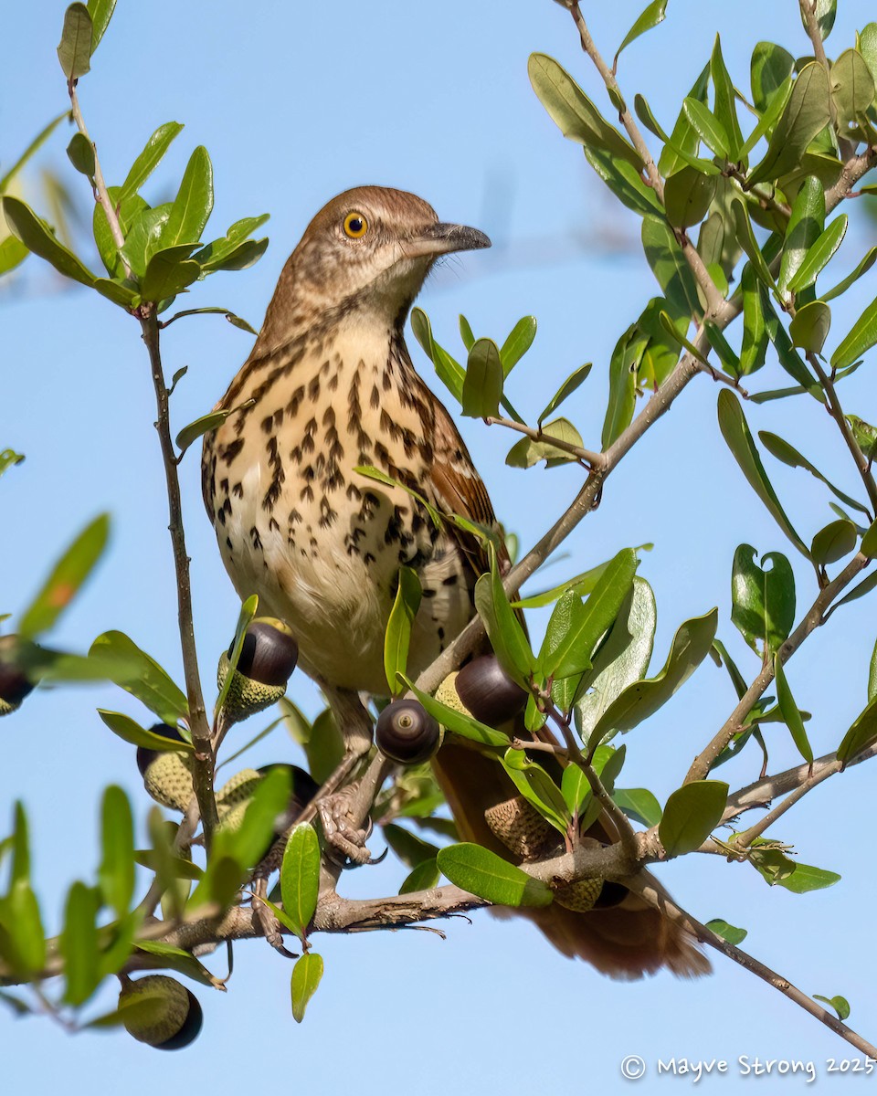 Brown Thrasher - ML645624489