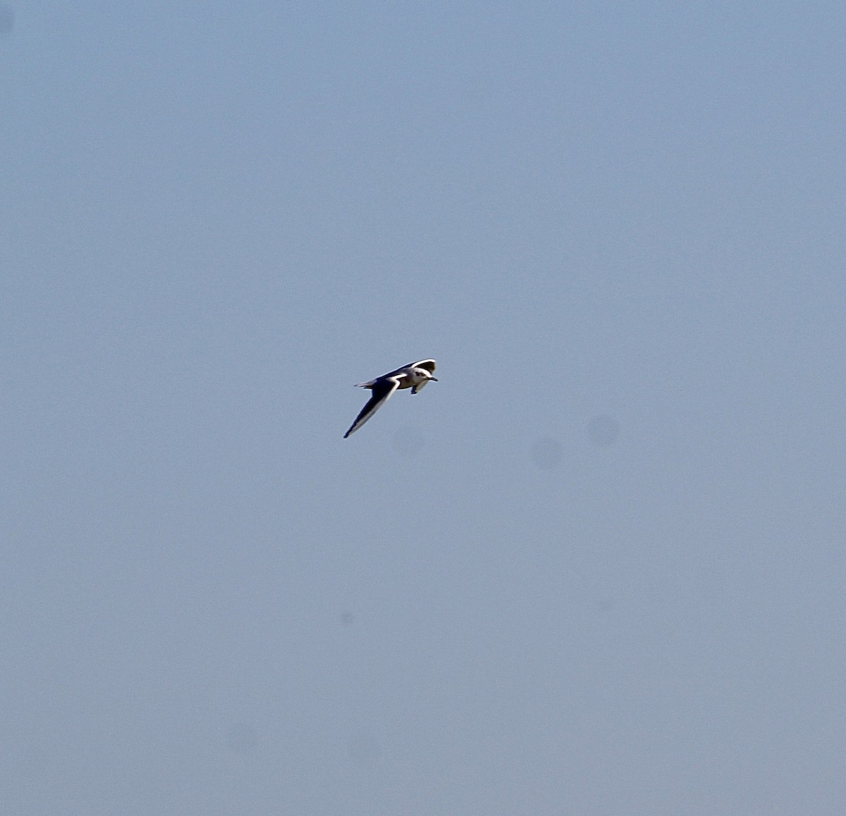 Bonaparte's Gull - ML645624490
