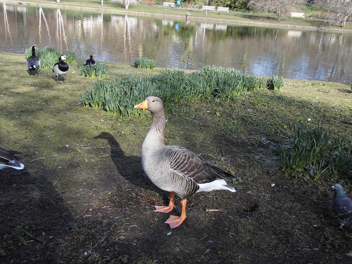 Graylag Goose - ML645624494