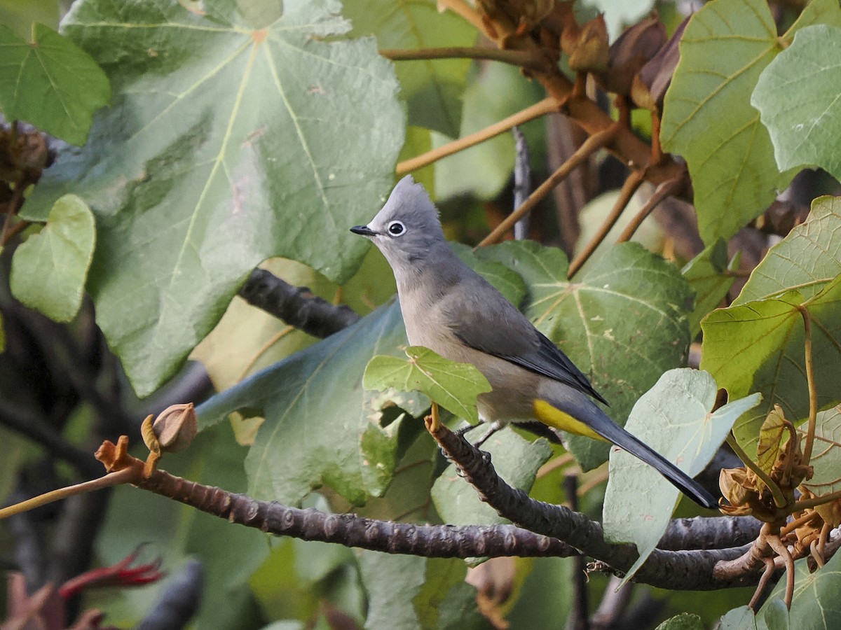 Gray Silky-flycatcher - ML645624507
