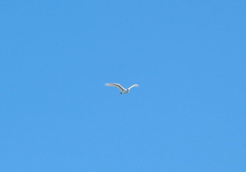 Red-tailed Tropicbird - ML64562451