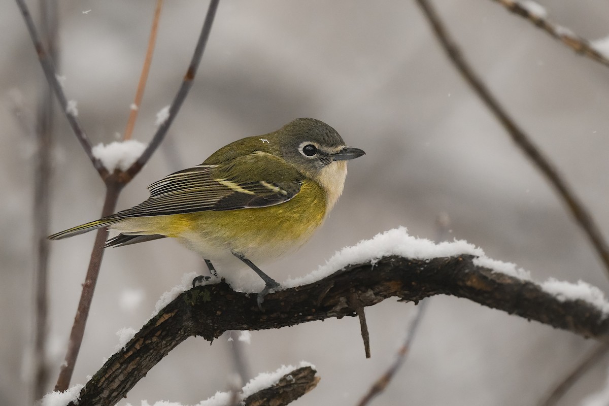 Blue-headed Vireo - ML645624510