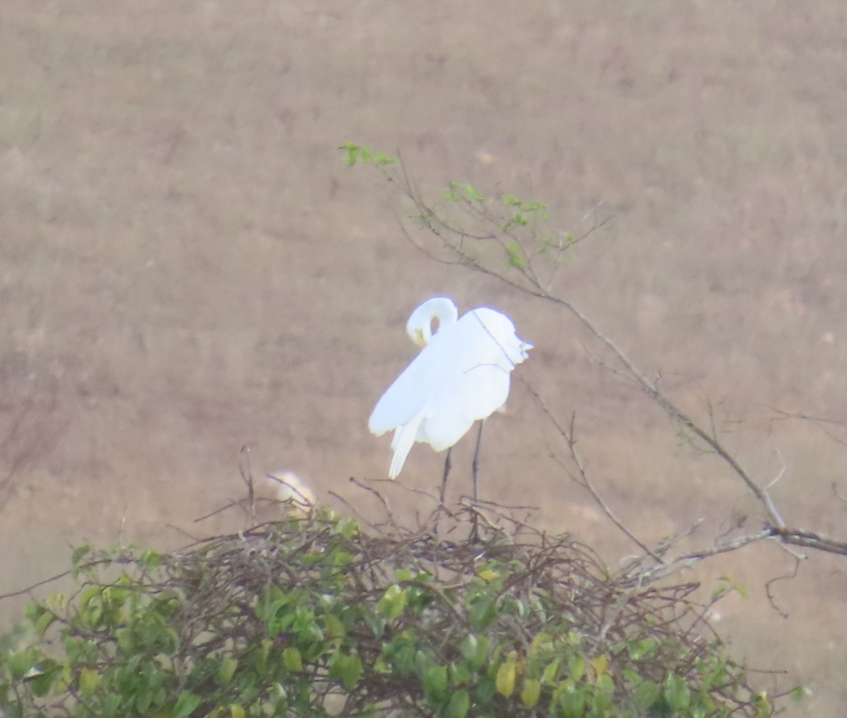 Great Egret - ML645624512