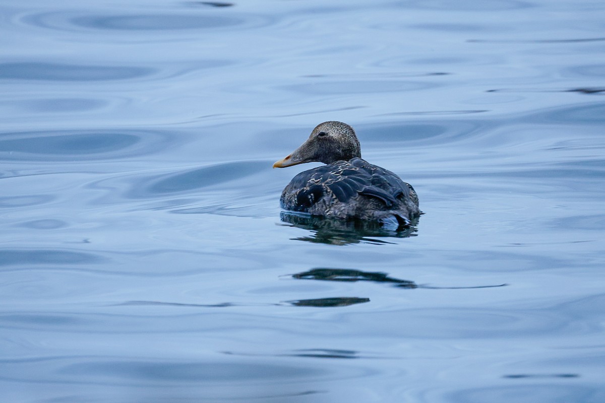 Common Eider (Pacific) - ML645624514