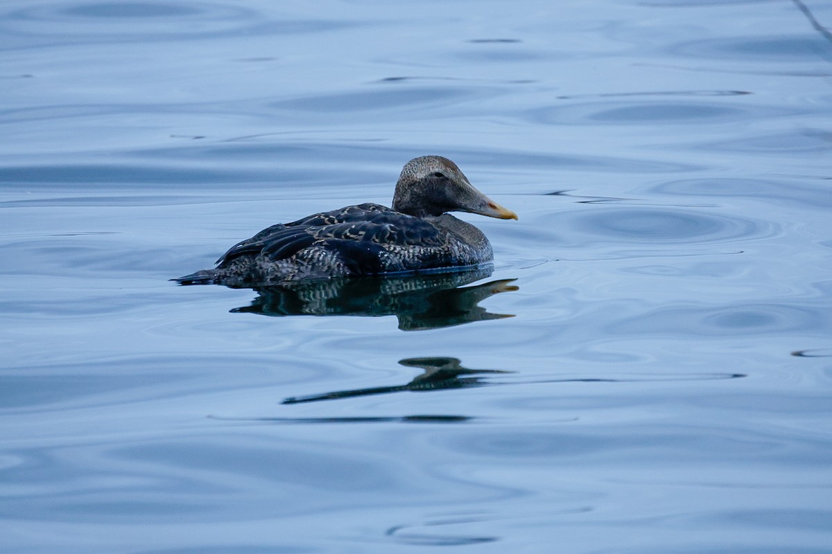 Common Eider (Pacific) - ML645624515