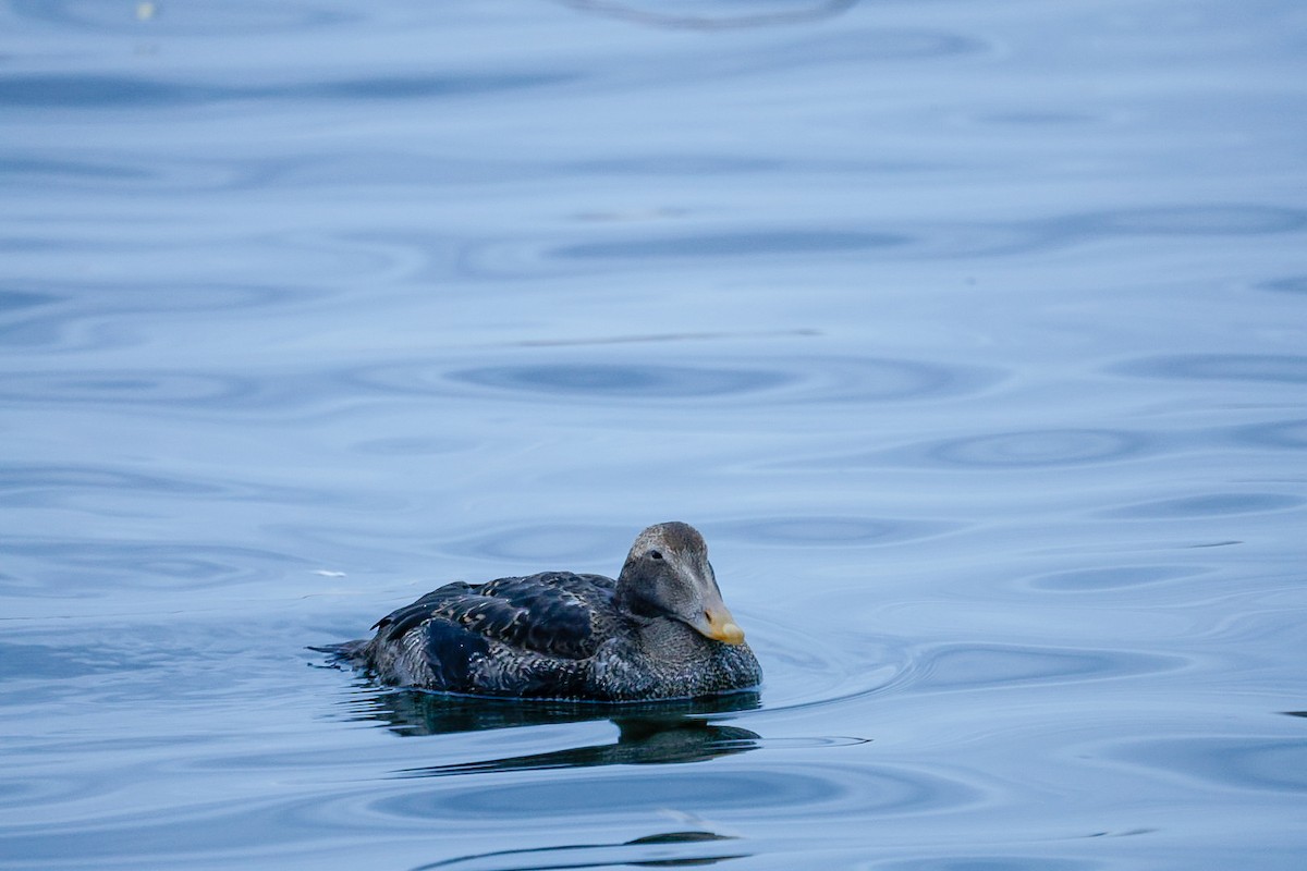 Common Eider (Pacific) - ML645624516