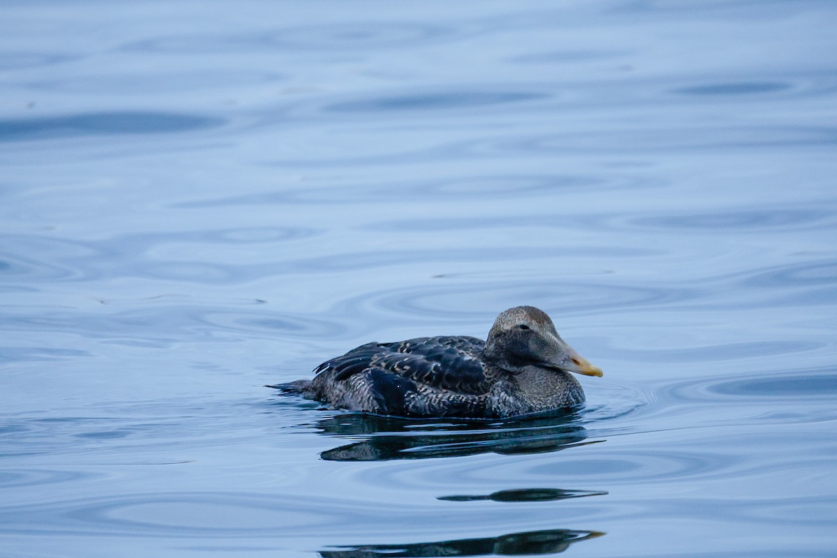 Common Eider (Pacific) - ML645624517