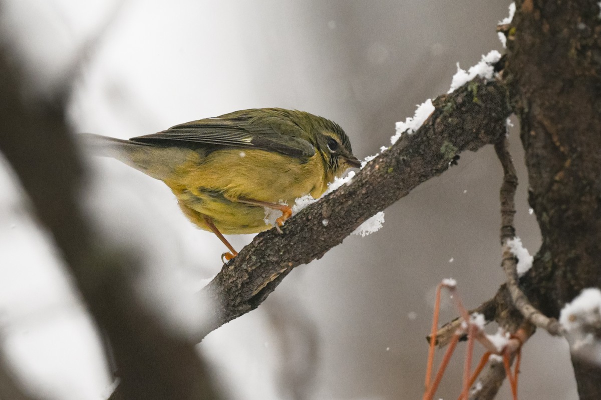 סבכון שחור-גרון - ML645624531