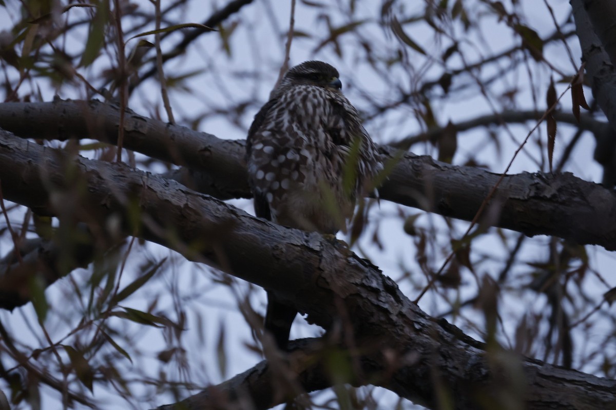 Merlin - ML645624532