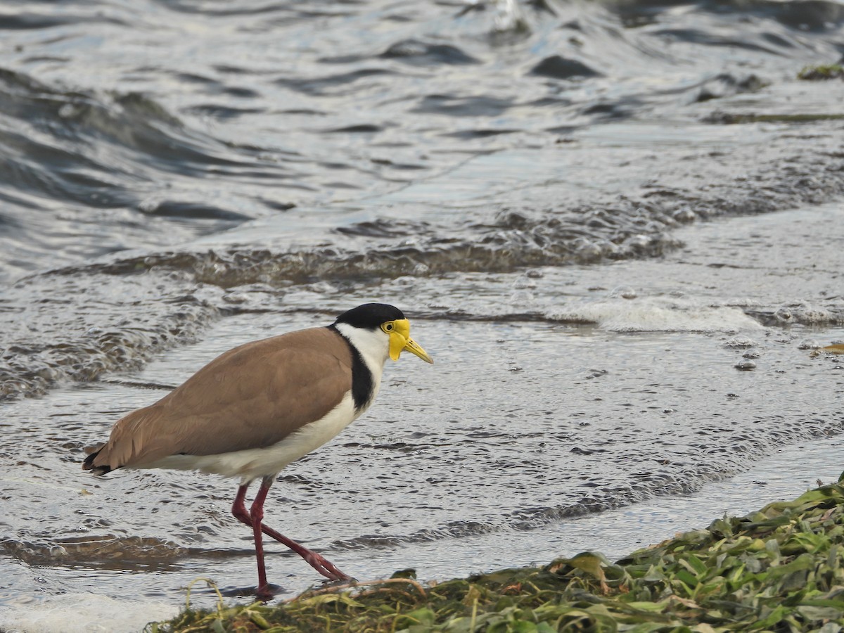 Masked Lapwing (Black-shouldered) - ML645624536