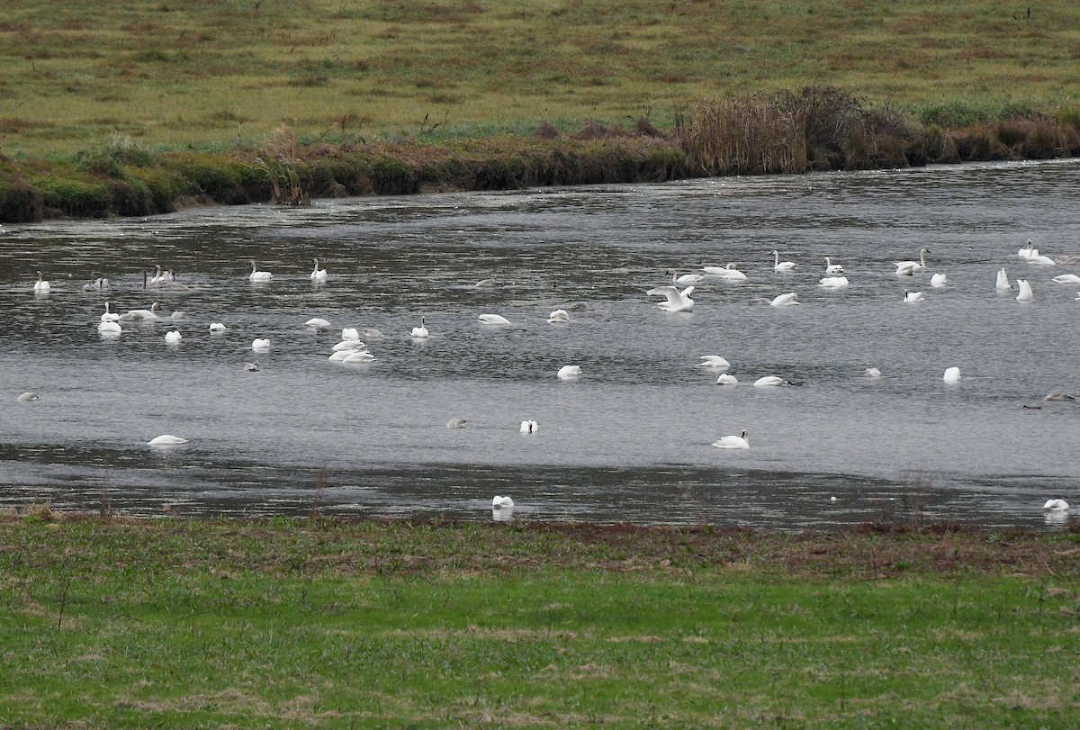 Trumpeter Swan - ML645624538