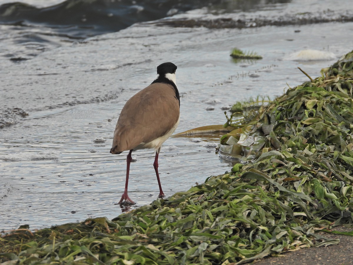 Masked Lapwing (Black-shouldered) - ML645624548