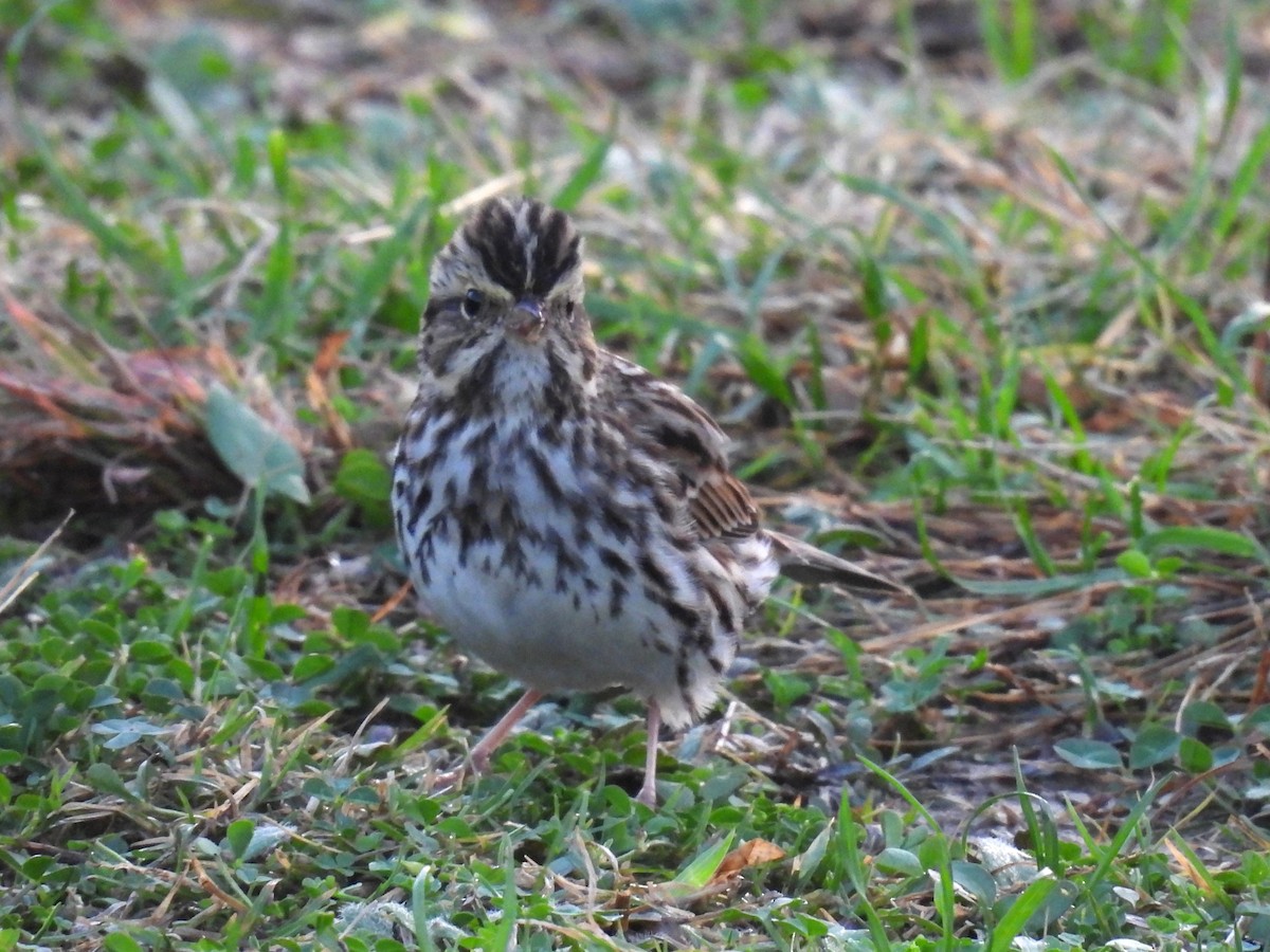 Savannah Sparrow - ML645624567