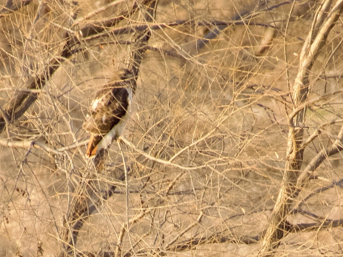 Buse à queue rousse - ML645624582
