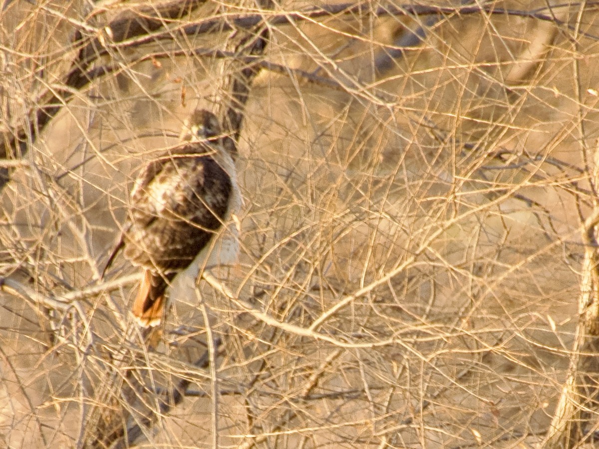 Buse à queue rousse - ML645624583