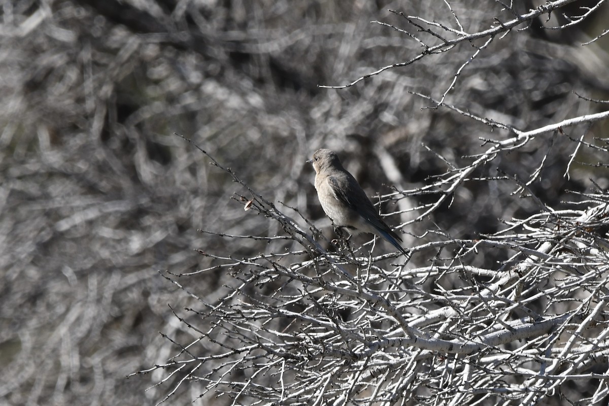 Mountain Bluebird - ML645624598