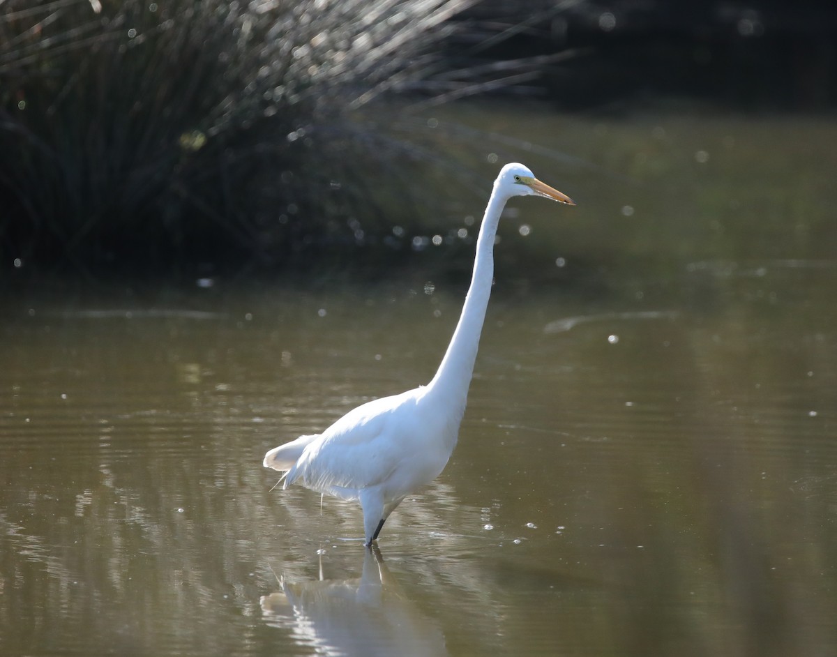 Great Egret - ML645624629