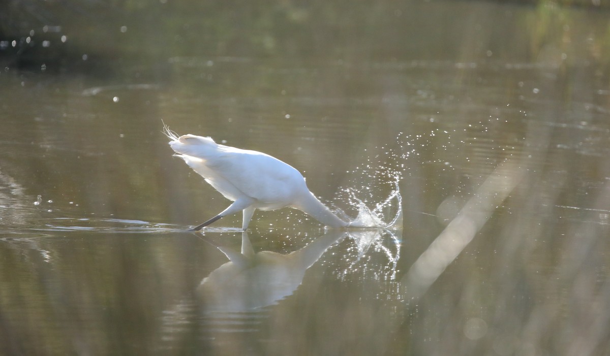 Great Egret - ML645624630