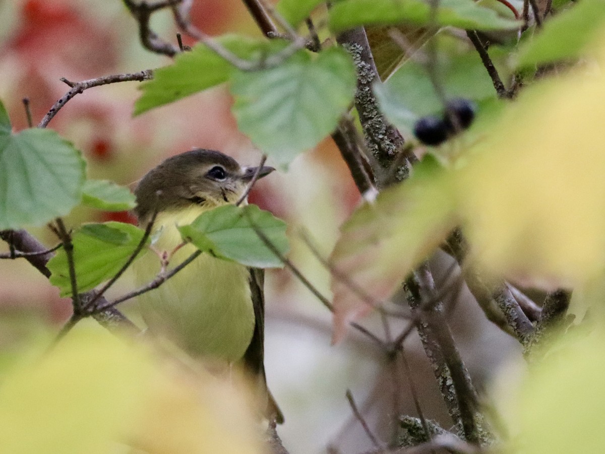 Bireo filadelfiarra - ML645624633