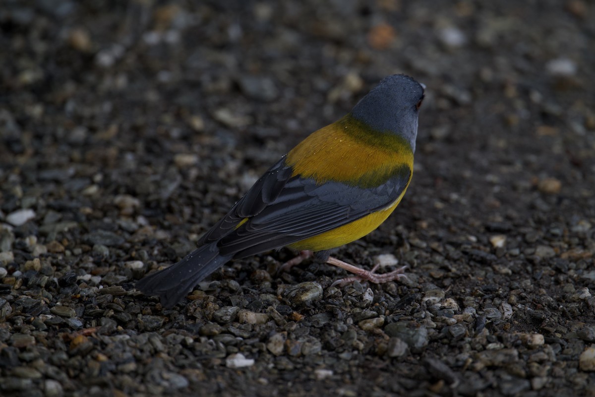 Patagonian Sierra Finch - ML645624635