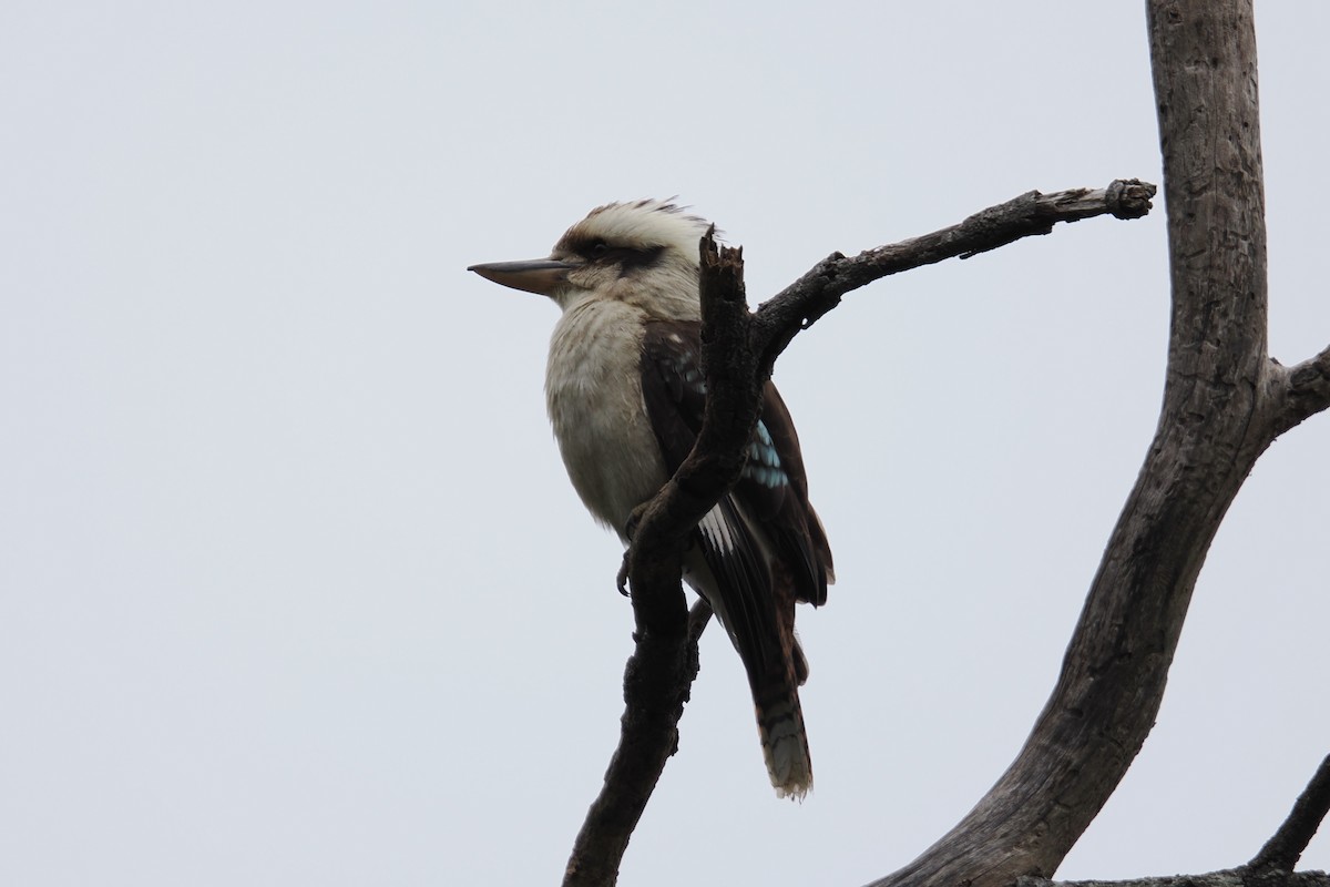 Laughing Kookaburra - ML645624638