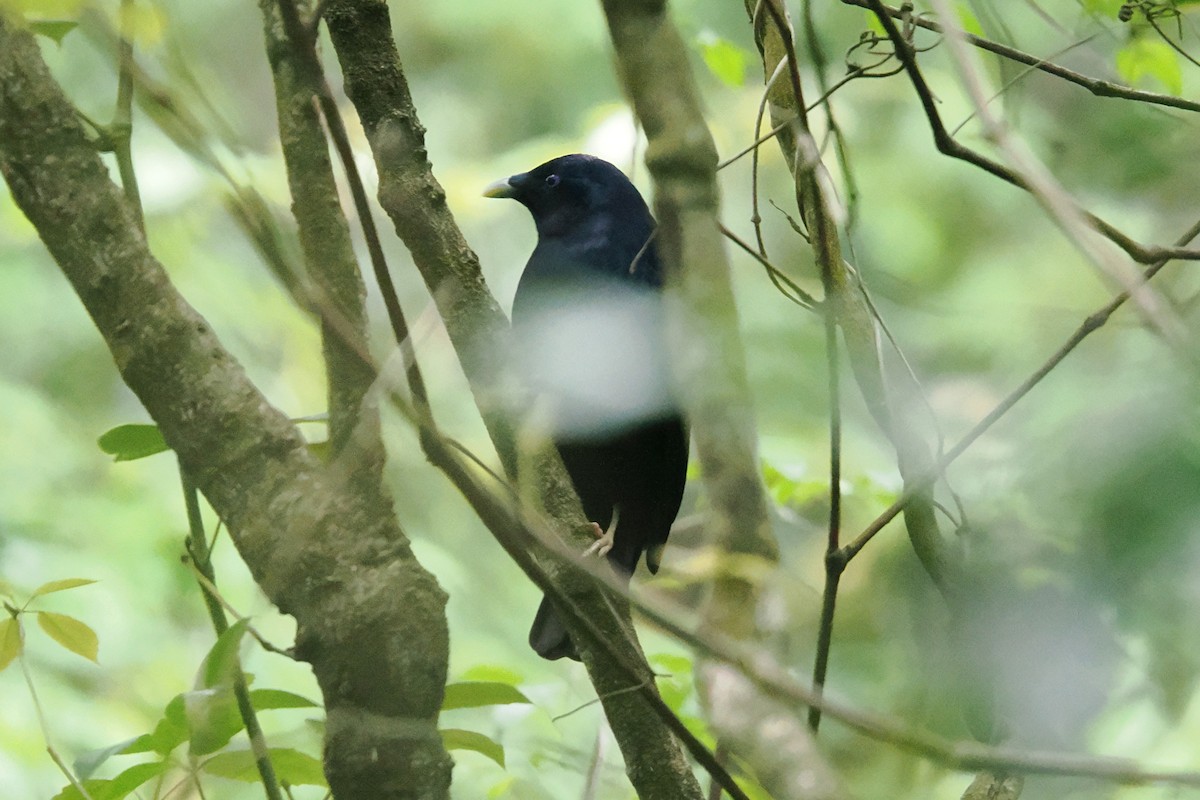 Satin Bowerbird - ML645624645