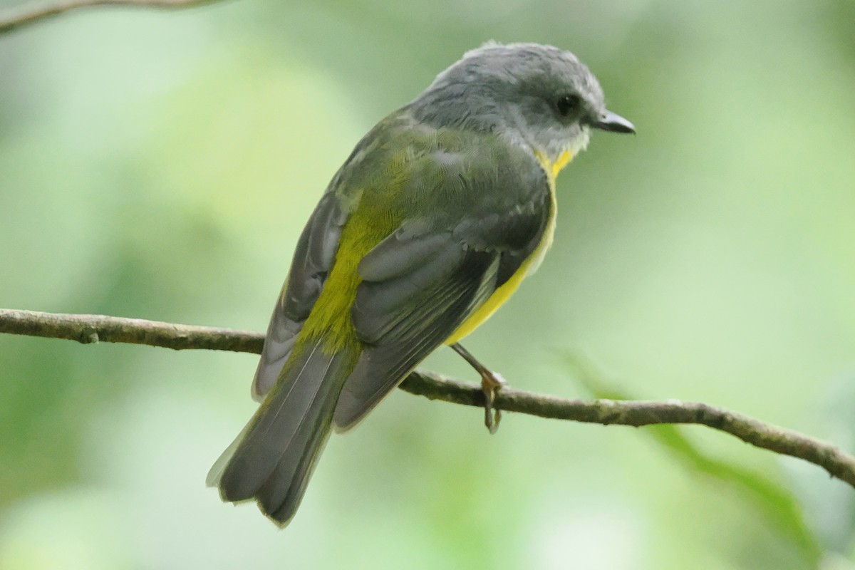 Eastern Yellow Robin - ML645624656