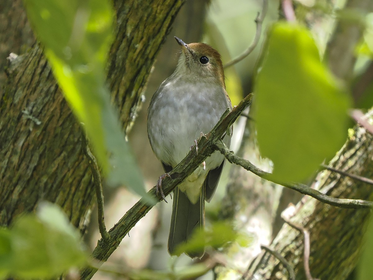 Russet Nightingale-Thrush - ML645624657