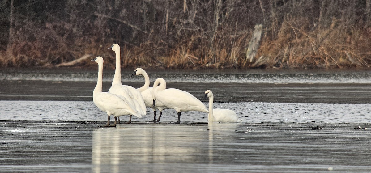Trumpeter Swan - ML645624663