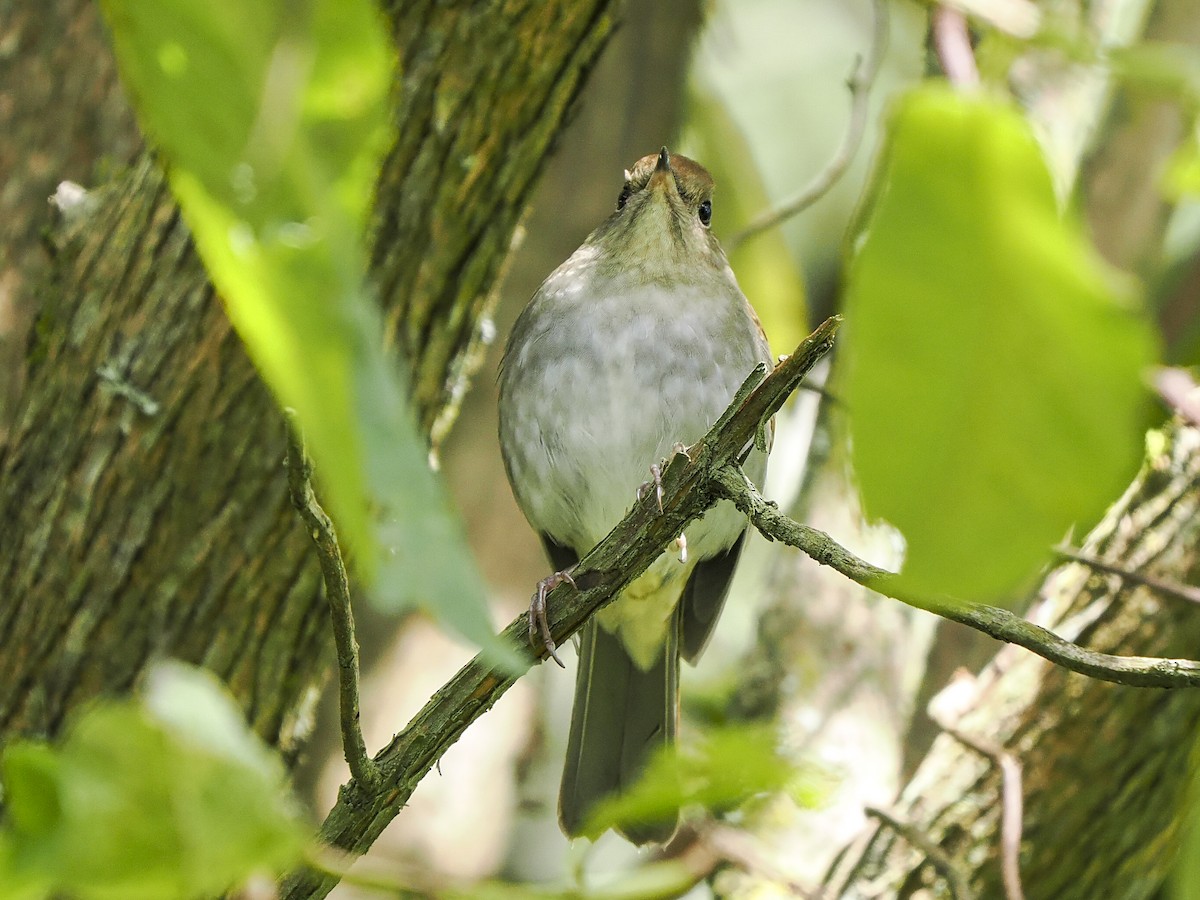 Russet Nightingale-Thrush - ML645624665