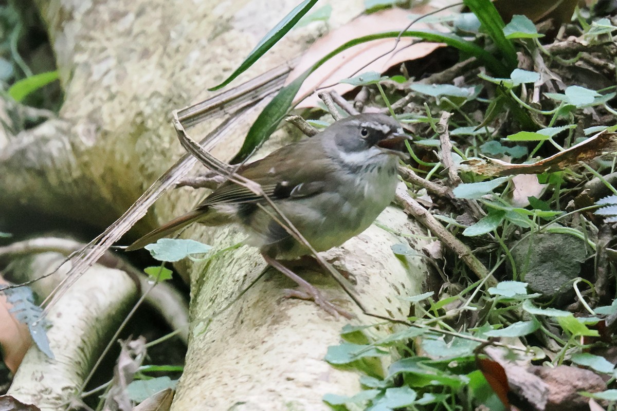 White-browed Scrubwren - ML645624666