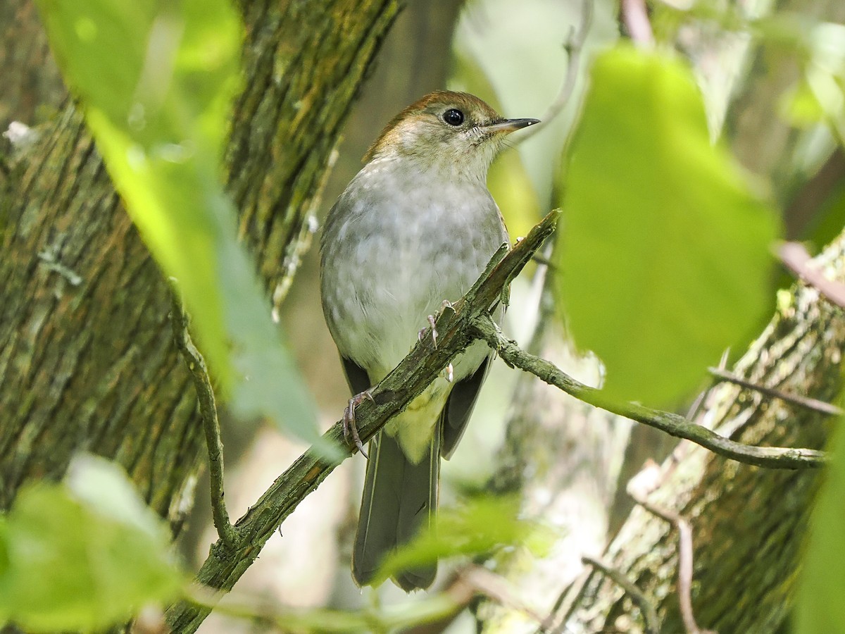 Russet Nightingale-Thrush - ML645624672