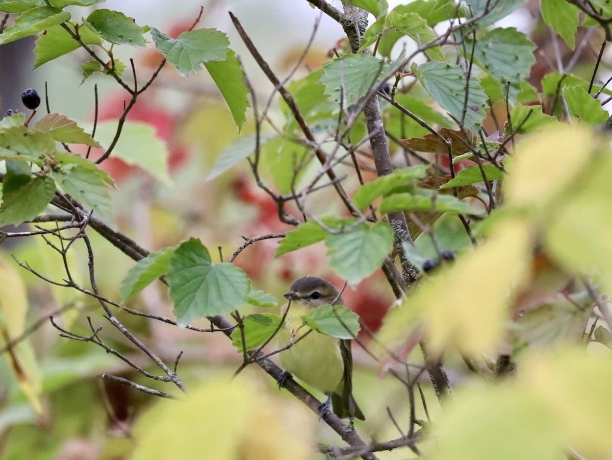 Bireo filadelfiarra - ML645624673