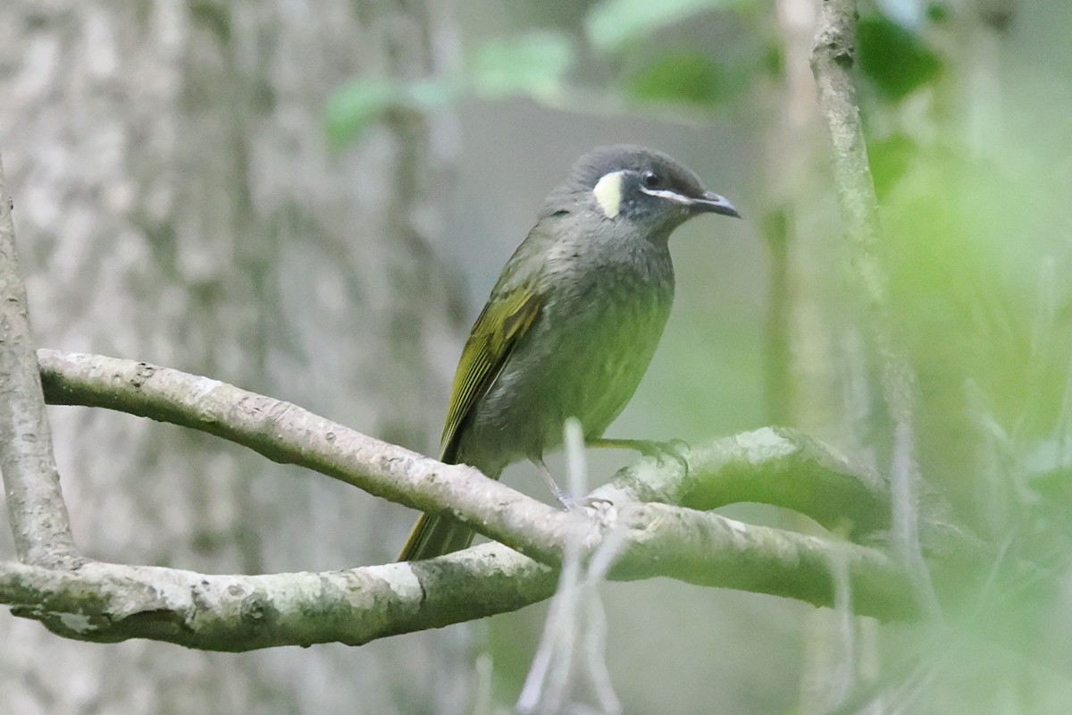 Lewin's Honeyeater - ML645624676