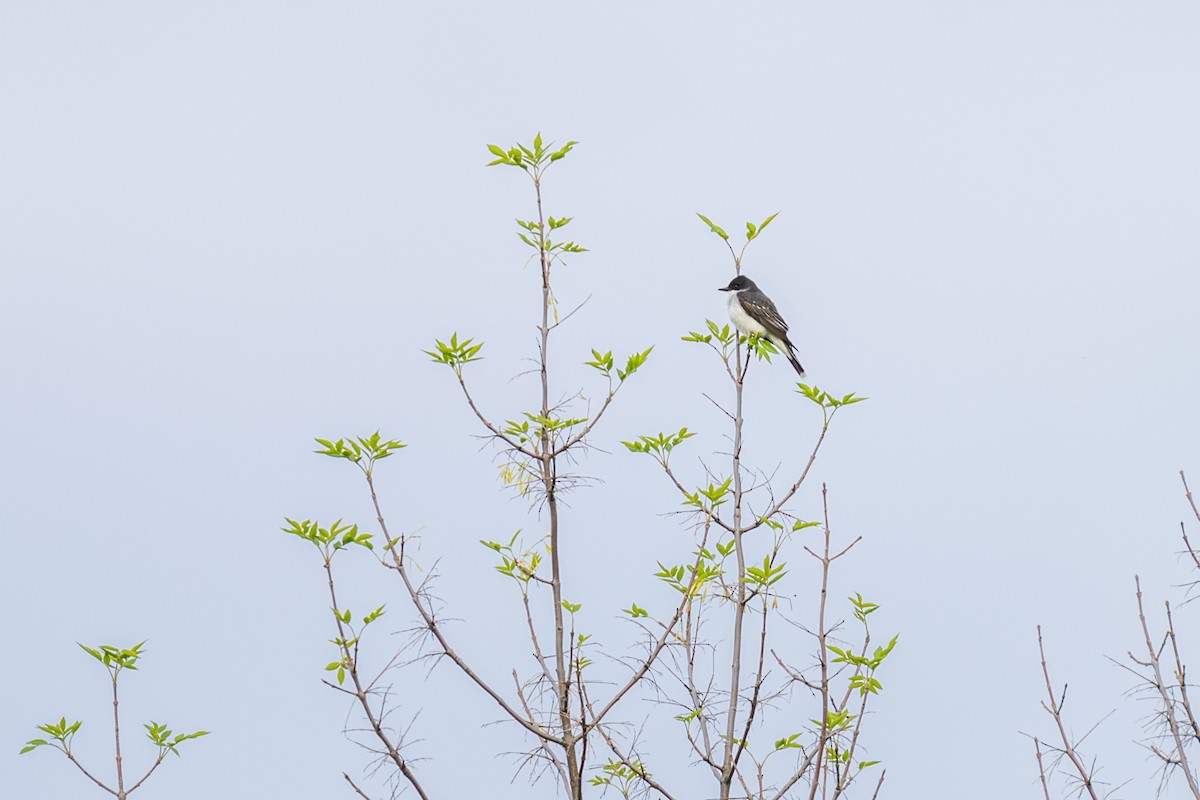 Tyran tritri - ML645624677