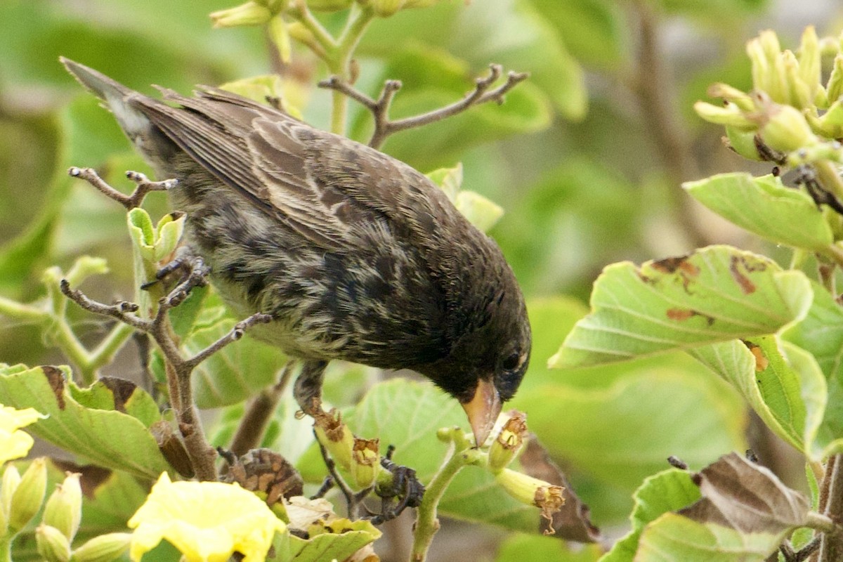 Genovesa Cactus-Finch - ML645624678