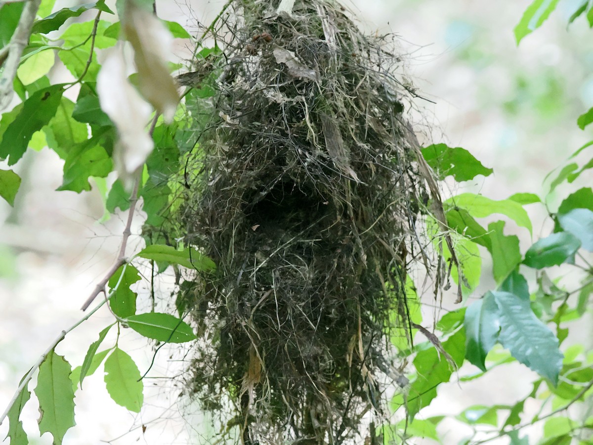 Yellow-throated Scrubwren - ML645624683