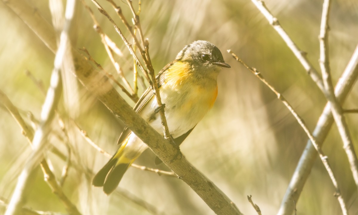American Redstart - ML645624685