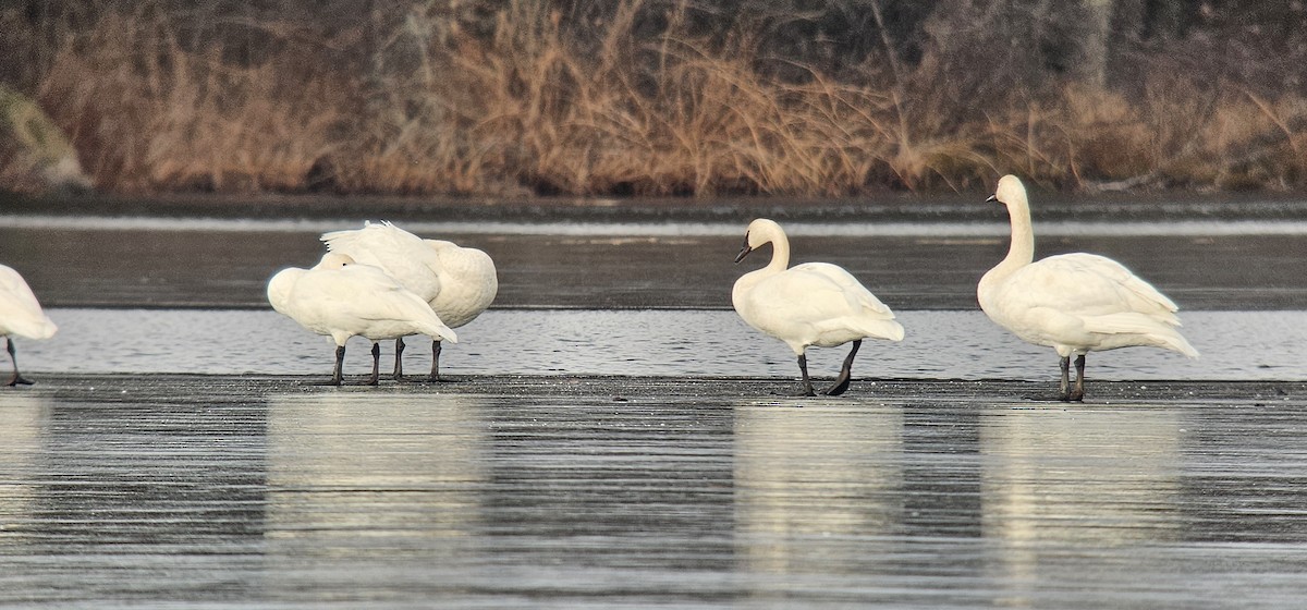 Trumpeter Swan - ML645624687