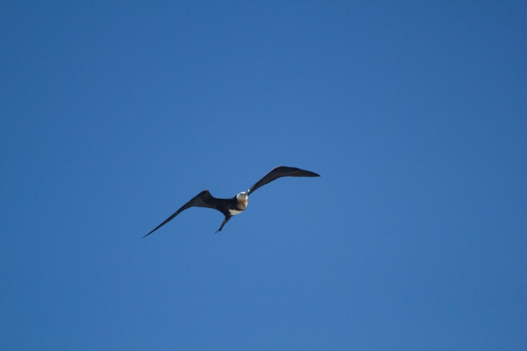 Lesser Frigatebird - ML64562471